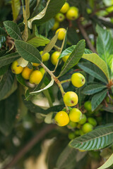 Healthy Medlars in fruit tree.  