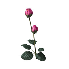 AI generated image. Pink lotus flower on a white background.