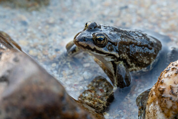 frog in water