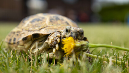 żółw je kwiatka 