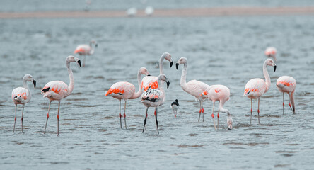 flamingos in the lake