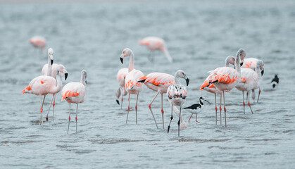 group of flamingos