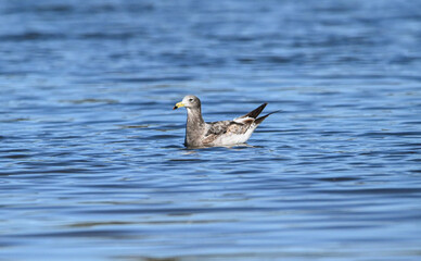 seagull swiming
