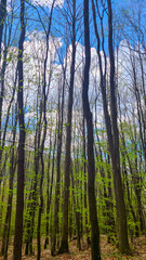 Obraz premium A young beech forest in the mountains awakens in early spring against a blue sky with clouds.