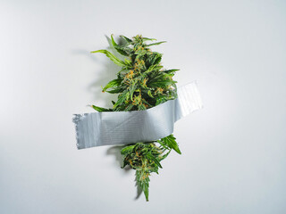 Cannabis buds with white sativa ribbon on white background.