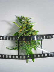 cannabis and marijuana leaf on the background of the film strip