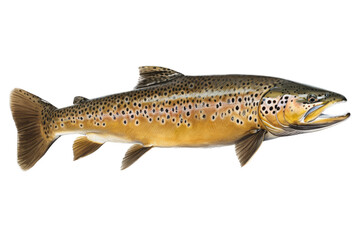 an isolated BrownTrout, river rocks, outdoor sport, fly fishing, lure fishing, fishing-themed, river stones, photorealistic illustration on a transparent background cutout in PNG. generative ai