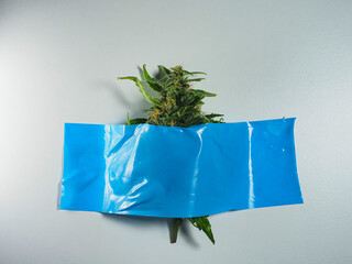 Medical marijuana in a plastic bag on a white background. Medical cannabis concept.