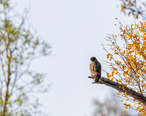 A Serpent Eagle looking back
