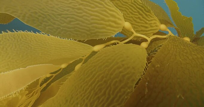 Healthy giant kelp blades up close.