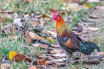 A Wild cock resting