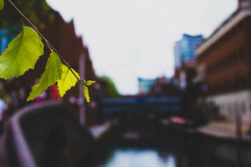 Leaf over a city canal