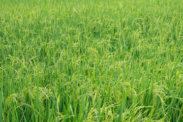 The greenery rice field, agriculture grain farming