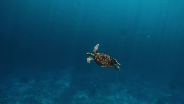 Marine life tropical turtle in wild nature. Sea turtle slowly swiming in blue water through sunlight. Scuba on wildlife. Underwater serene swiming beautiful green turtle in sea alone with nature.