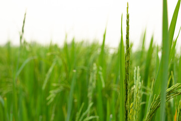 The greenery rice field, agriculture grain farming