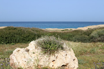 Green plants and flowers on the Mediterranean coast.