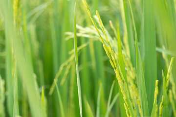 Fototapeta na wymiar The greenery rice field, agriculture grain farming