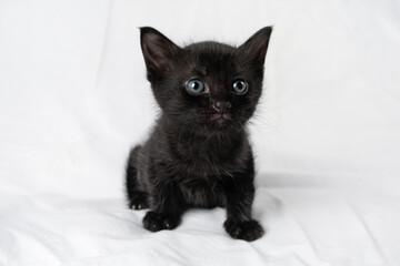 Fototapeta na wymiar Little cute black kitten sitting. Selective focus.