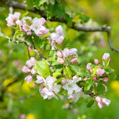 pink and white apple blossoms with yellow spring flowers in the background