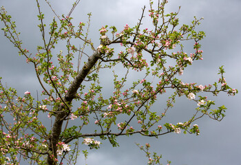 pink and white apple blossoms against grey cloudy sky