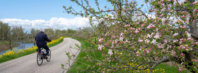 man on bicycle passes flowering apple trees on dike in holland under blue spring sky - 599341342