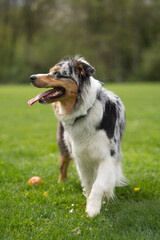 Australien Shepherd im Park