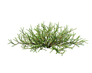 bunch of rosemary png image _ bush image _ plant image _ tree image _ decorated image _ bunch of rosemary in isolated in white back ground 