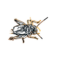color sketch of an insect type with transparent background