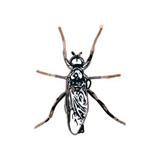 color sketch of an insect type with transparent background