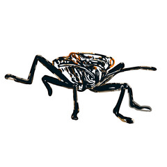 color sketch of an insect type with transparent background