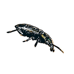 color sketch of an insect type with transparent background