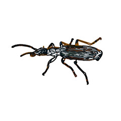 color sketch of an insect type with transparent background