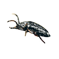 color sketch of an insect type with transparent background
