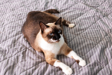 Gray cat with blue eyes lying on the bed