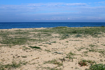 Green plants and flowers on the Mediterranean coast.