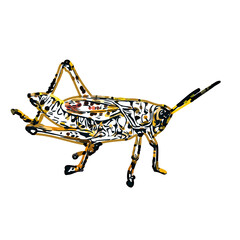 color sketch of an insect type with transparent background