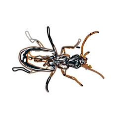 color sketch of an insect type with transparent background