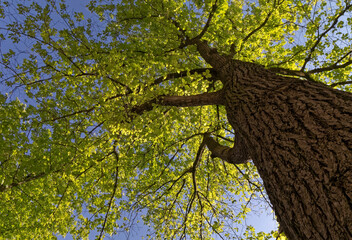 Tree seen from below
