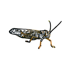color sketch of an insect type with transparent background