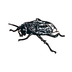 color sketch of an insect type with transparent background