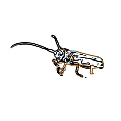 color sketch of an insect type with transparent background