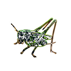 color sketch of an insect type with transparent background