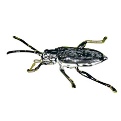 color sketch of an insect type with transparent background