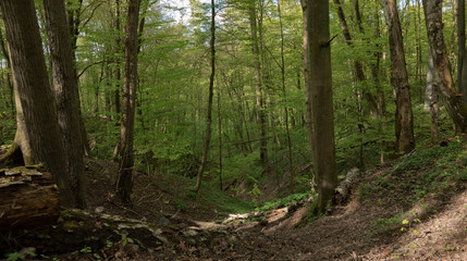 Rezerwat Doliny Osy ,Jar,