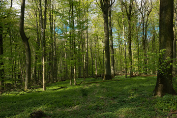 Dolina Osy,Rezerwat,natura,Krajobraz,pierwotny las