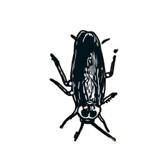 color sketch of an insect type with transparent background