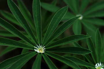 Macro shot of a raindrop in the  Lupin leaf. Dew, water after rain in the leaves. Lupine leaves. Morning dew. Beautiful transparent dew drop or rain. Green sprouts of Lupine in spring garden. Ecology