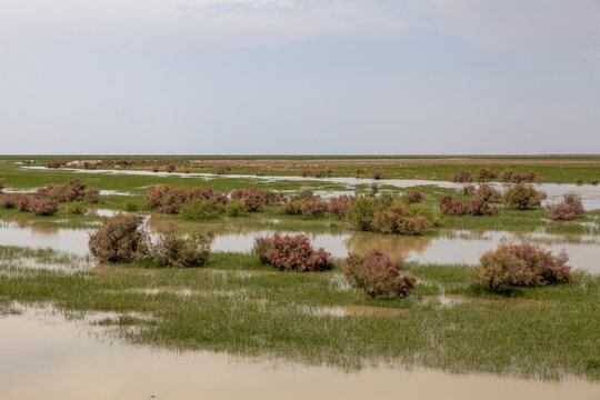 Tamarix Tree in Hamun Wetland, Sistan, Iran