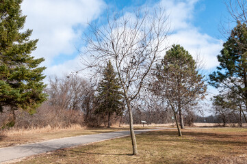 Black Knot Fungal Disease In The Purple Leaf Plum Tree