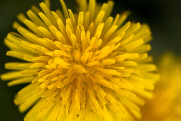 yellow dandelion macro